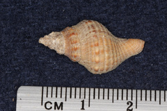 Fasciolariidae