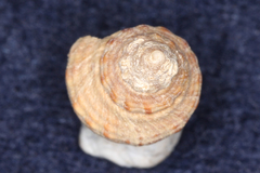 Fasciolariidae