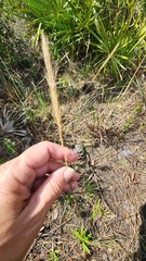 Aristida spiciformis