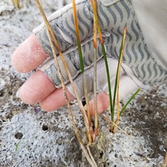 Eleocharis cellulosa