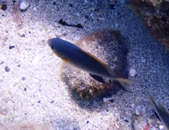 Pycnochromis vanderbilti