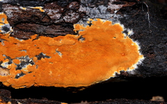 Botryobasidium aureum