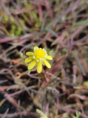 Blennosperma