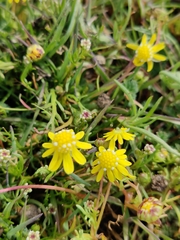Blennosperma