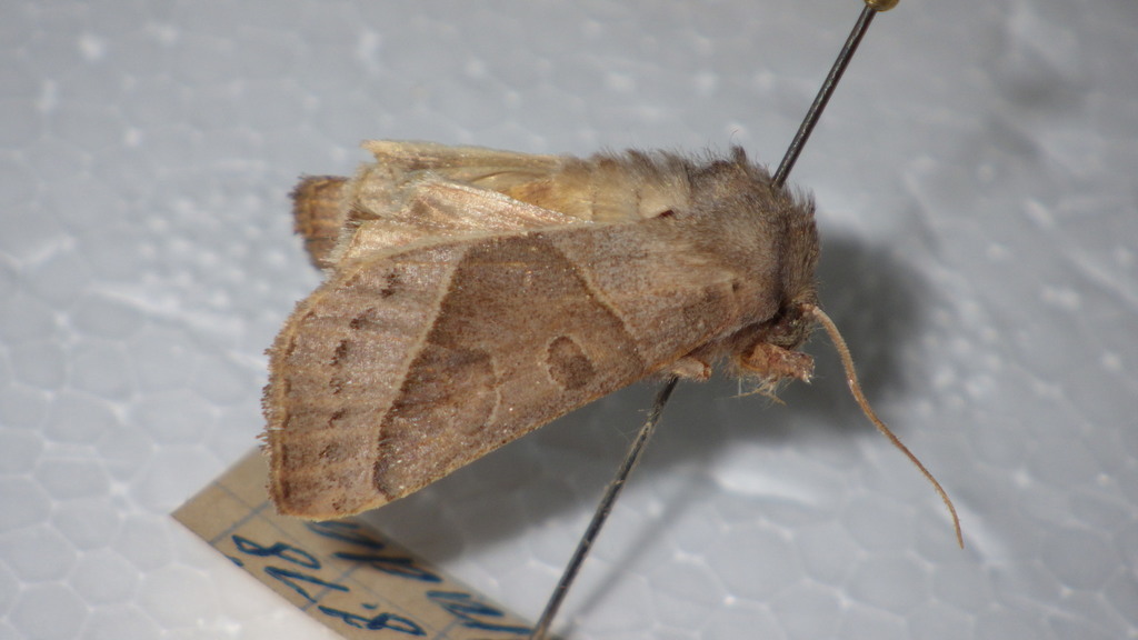 Mesogona oxalina