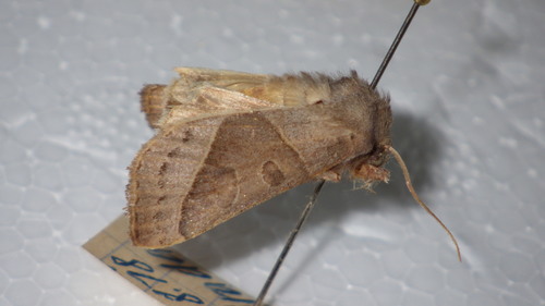 Mesogona oxalina