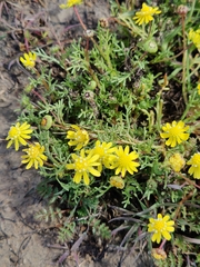 Blennosperma