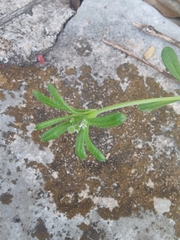 Phyllanthus polygonoides