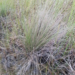 Muhlenbergia