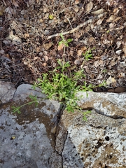 Phyllanthus polygonoides