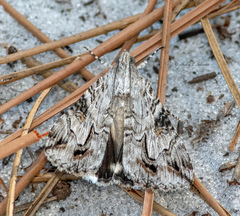 Melipotis jucunda
