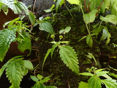 Lecanthus peduncularis