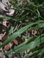 Paspalum pubiflorum