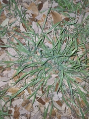 Paspalum pubiflorum
