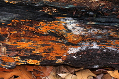 Botryobasidium aureum