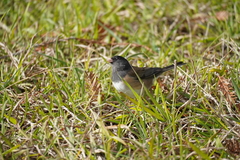 Junco hyemalis