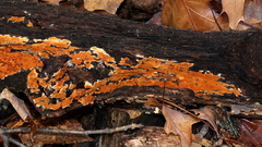 Botryobasidium aureum