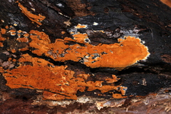 Botryobasidium aureum