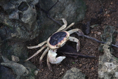 Geograpsus grayi