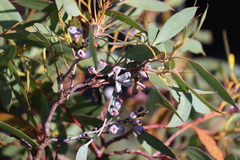 Eucalyptus coccifera