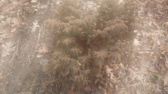 Juniperus communis depressa