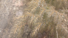 Juniperus communis depressa
