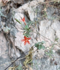 Silene laciniata