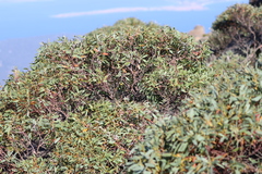 Eucalyptus coccifera