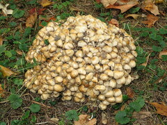 Britzelmayria multipedata