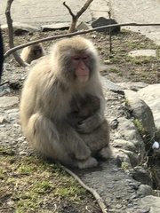 Macaca fuscata fuscata