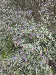Ceanothus