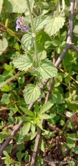 Nepeta hindostana