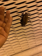 Acalolepta aesthetica