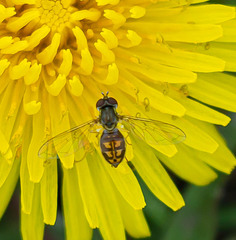 Toxomerus marginatus