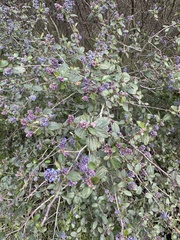 Ceanothus