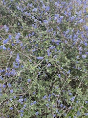 Ceanothus