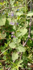 Nepeta hindostana