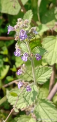 Nepeta hindostana