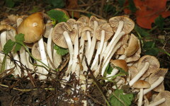 Britzelmayria multipedata