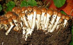 Britzelmayria multipedata