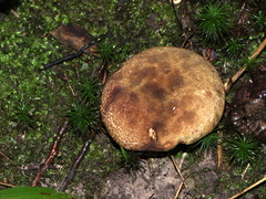 Buchwaldoboletus lignicola