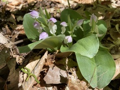 Galearis spectabilis