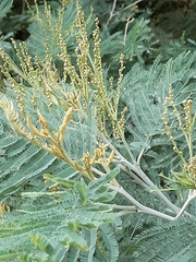 Acacia dealbata