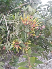 Tristerix longibracteatus