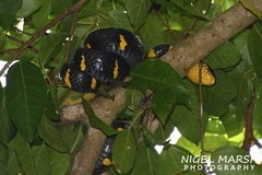 Boiga melanota