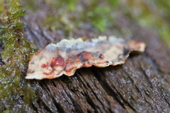 Xylobolus spectabilis