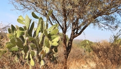 Opuntia jaliscana