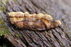 Xylobolus spectabilis