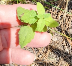 Conoclinium coelestinum