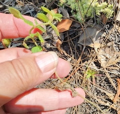 Conoclinium coelestinum